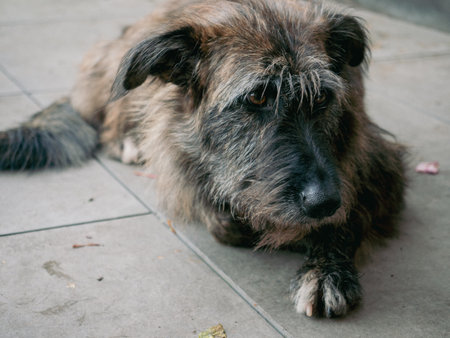 Brown shaggy mutt dog resting peacefully outdoors on a cool autumn day enjoying the serene surroundingsの写真素材