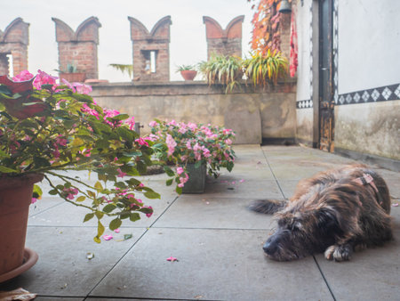 Charming Brindle Mixed Breed Female Dog Resting Peacefully on a Terrace Among Autumn Flowersの写真素材