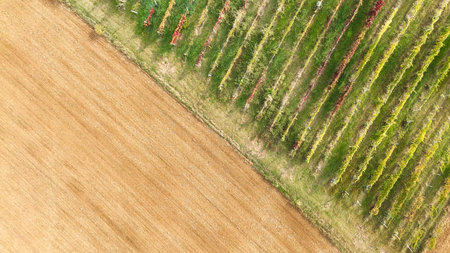 Aerial view of colorful vineyard rows in autumn contrasting with golden brown farmland in the rural...