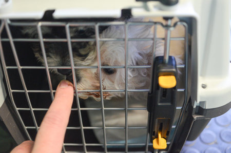 A gentle finger reaches through the metal bars of a pet carrier to comfort a small, fluffy dog...