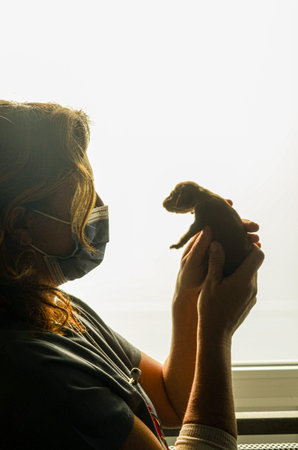 A caring vet examines a very young puppy, highlighting the importance of early veterinary care and...
