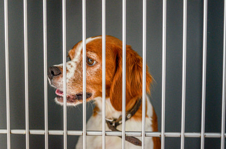 A lonely Brittany Spaniel dog with brown and white fur sits behind metal cage bars, appearing sad and longing for attention at a veterinary hospitalの写真素材