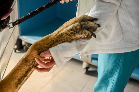 A close-up shot shows a veterinarian's hands carefully examining a large dog's paw, possibly...