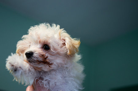 A small, fluffy white dog with a curious expression is held up, its paw raised as if asking a question during a veterinary visitの写真素材