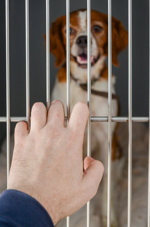 A person's hand is reaching through the bars of a kennel to touch a sad-looking dog inside,...