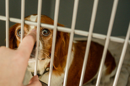 A dog with large, pleading eyes is confined in a kennel, its gaze fixed on a human finger extending...