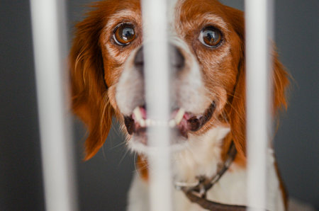 A close-up of a distressed dog's face, peering through the bars of a kennel at a veterinary clinic,...