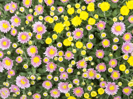Colorful bouquet of flowersの写真素材