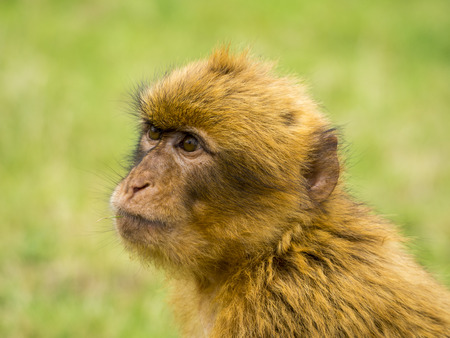 Head of a monkeyの写真素材