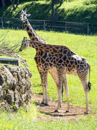 Giraffes eating by a wallの写真素材