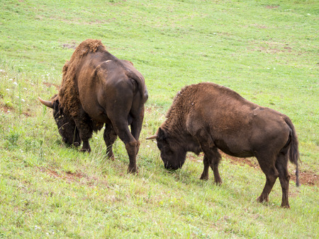 Bison grazing in a meadowの写真素材