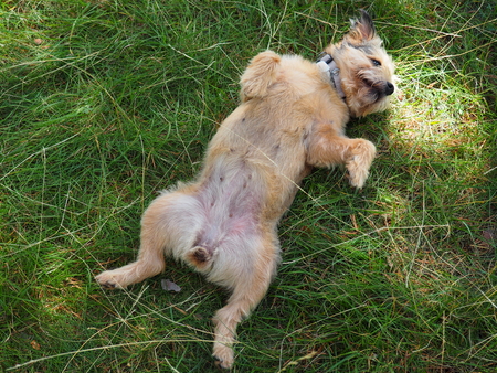 Little dog sleeping on the grassの写真素材