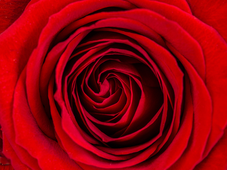 Petals of a rose close up view