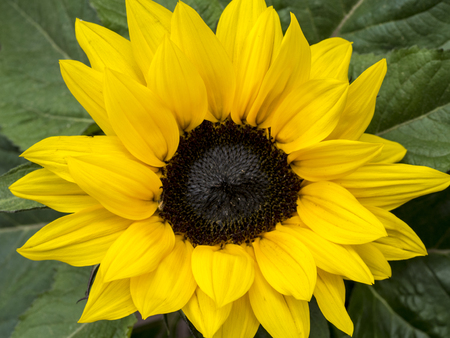 Center of a yellow flower close upの写真素材