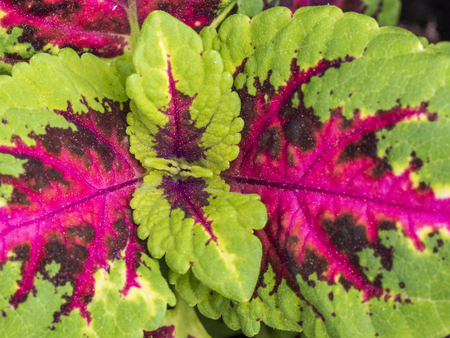 Colorful leaves seen from up closeの写真素材