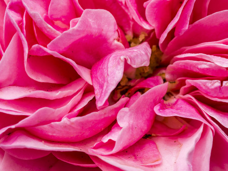 Petals of a pink flower from close upの写真素材