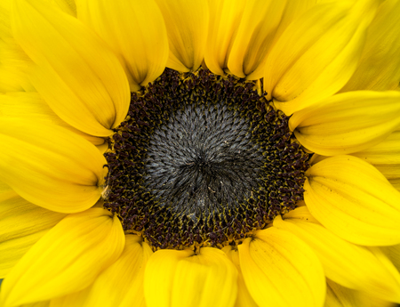 Center of a yellow flower close upの写真素材