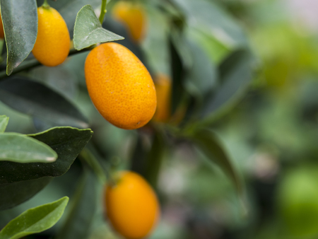 Oranges hanging on the branches of an orange treeの写真素材