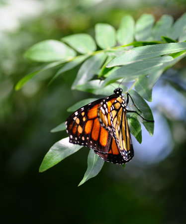 Side view of Monarch, Danaus plexippus butterfly on a plant