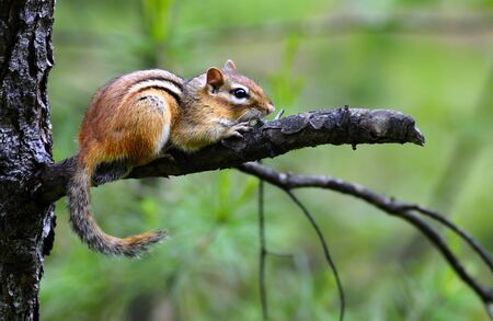 Wild chipmunk on an tree in the woodの写真素材