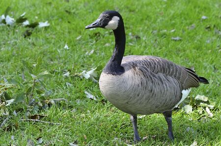 Wild Canada goose feeding on green lawnの写真素材