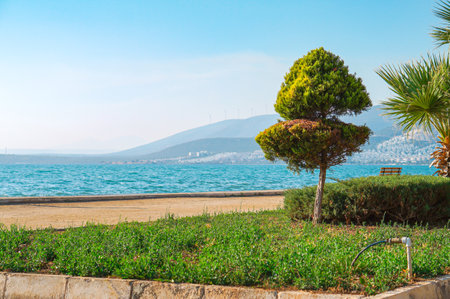 Coniferous tree on the seashore in Akbuk village in Turkey. View of the bay and hills. Turbines of a wind farm on the hillsの写真素材