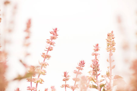 Light spring flowers backgroundの写真素材