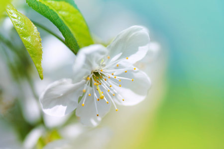 Spring flowerの写真素材