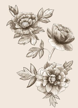 Peonies hand-drawn. Watercolor illustration.の写真素材