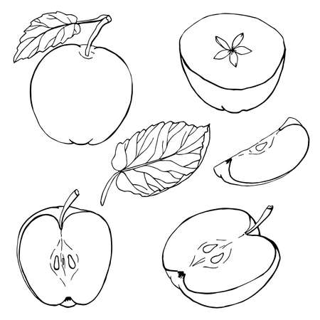 Set of vector apples on white background. Hand drawn sketch. Eco food. Vector illustration. Isolated drawing on white background.のイラスト素材