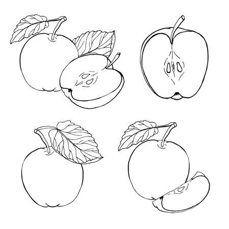 Set of vector apples on white background. Hand drawn sketch. Eco food. Vector illustration. Isolated drawing on white background.のイラスト素材