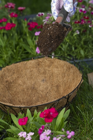 a gardener is about to dump some potting soil into an empty coco lined hanging basketの写真素材