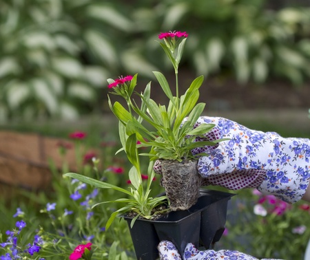 action of a gardner grabbing an annual flower to plant  scene takes place in garden  shallow depth of fieldの写真素材