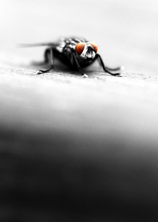 a stylized macro shot of a fly  black and white with orange isolated eyes  shallow depth of fieldの写真素材