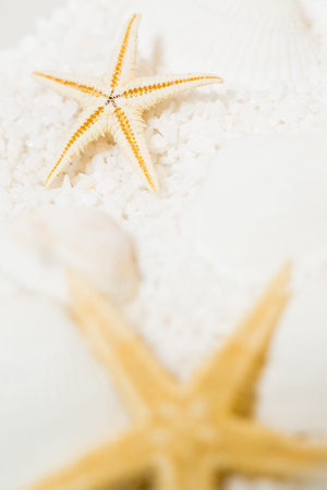 a vertical shot of starfish on shells and sand. macro shot in studio. focus on back starfish