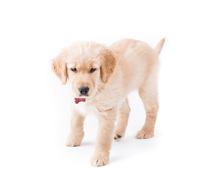 Retriever Puppy Standing  a cute 2 month old golden retriever puppy walks towards the camers looking down  red bone collar around her neck の写真素材