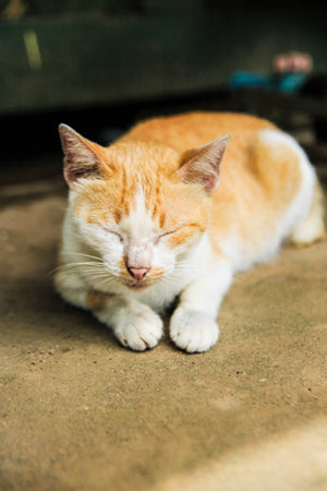 Sleepy catの写真素材