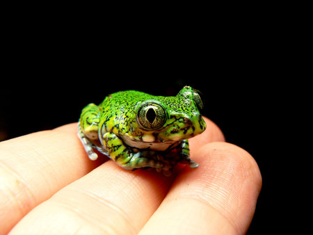 frog sitting on hand