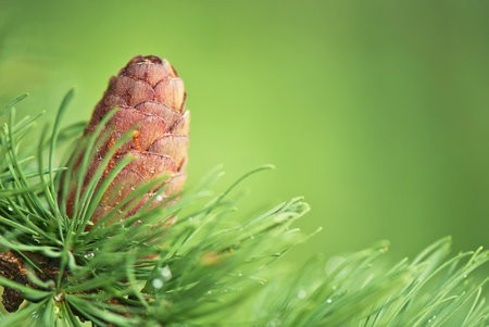 larch tree branch with pinecone on green background
