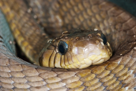 portrait of a snake with drops of water on his headの写真素材