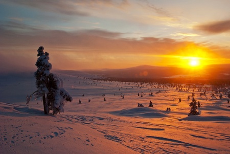 tree in the snow on background of a winter sunset in Finlandの写真素材