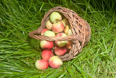 apples in a basket on a meadow of green grassの写真素材