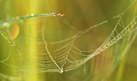 Drops of dew on a spider web. summer Morningの写真素材