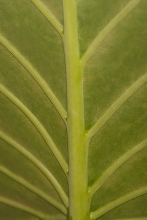 green leaf with large veins  