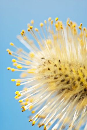 Willow flower close-up on blue sky background