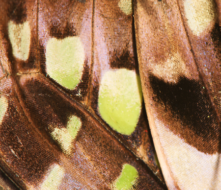 colorful butterfly wing close-up, backgroundの写真素材