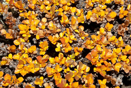 Bush dwarf birch with yellow leaves. Kamchatka, Russia