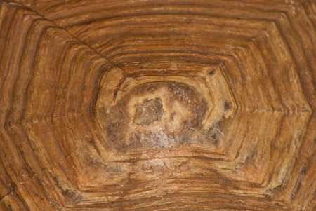 tortoise shell brown close-up, background