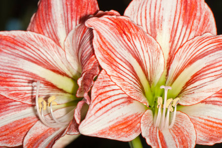 flowers white and pink amaryllis close-upの写真素材