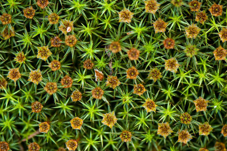 green and brown moss closeup top view. backgroundの写真素材
